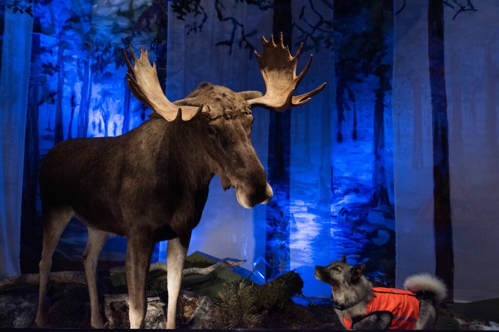 Täytetty uroshirvi ja hirvikoira museon näyttelytilassa. Koiralla on oranssi huomioliivi päällä. Valaistus on sinisävyinen.